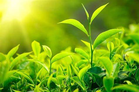 الشبكة-الخفية-للنباتات-و-كيف-تتواصل-النباتات-مع-بعضها-تحت-الأرض؟