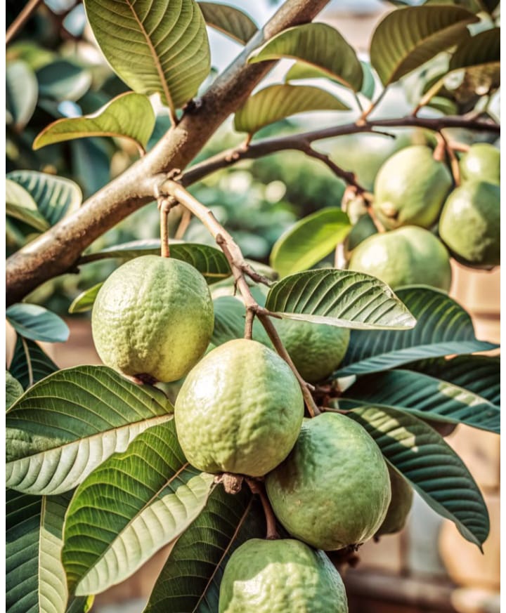 فوائد-وعجائب-أوراق-الجوافه-:علاج-سحري-مخفي-داخل-الطبيعية